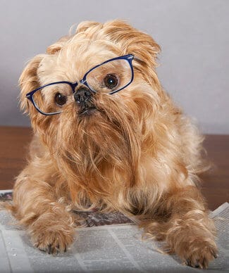 Little dog reading newspaper with glasses on