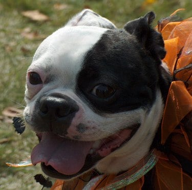 Picture of a Boston Terrier panting