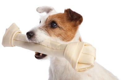 Jack Russell with an oversized bone
