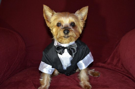 A Yorkshire Terrier dressed in a tuxedo