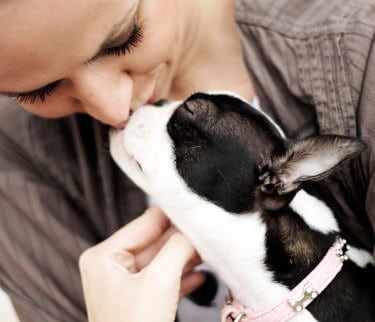 Boston Terrier kissing a woman on the mouth