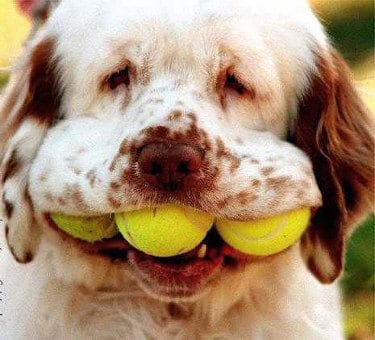 Dog with three tennis balls in his mouth