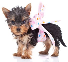 Teacup Yorkshire Terrier with bow wrapped around it