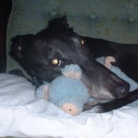 Greyhound dog laying his head on a toy