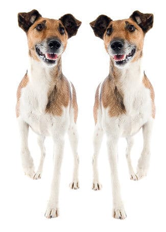 Mirror image of a fox terrier dog