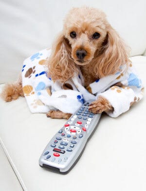 Poodle wearing bath robe with paw on TV remote