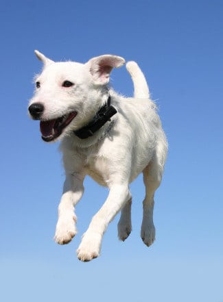 Jack Russell Terrier jumping in the air