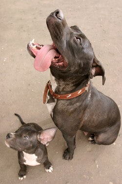 Pit Bull Mom with Puppy