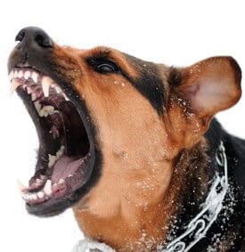 A German Shepherd dog barking aggressively