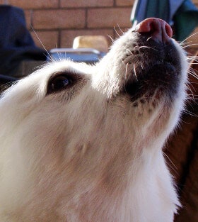 Closeup of a white dog looking up