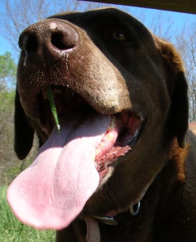 Closeup of a dog's mouth
