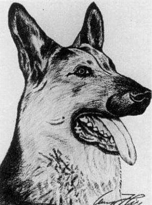 Drawing of German Shepherd done by Adolf Hitler