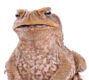 Closeup picture of a Cane Toad